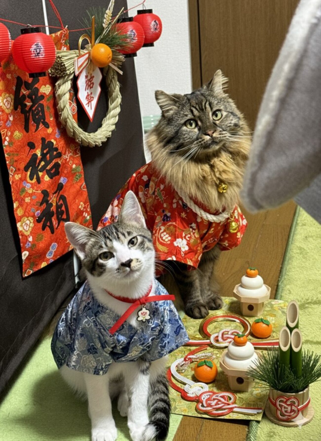 お正月特別編】謹賀新年！2026年正月にゃんズ - ねこのおもちゃ