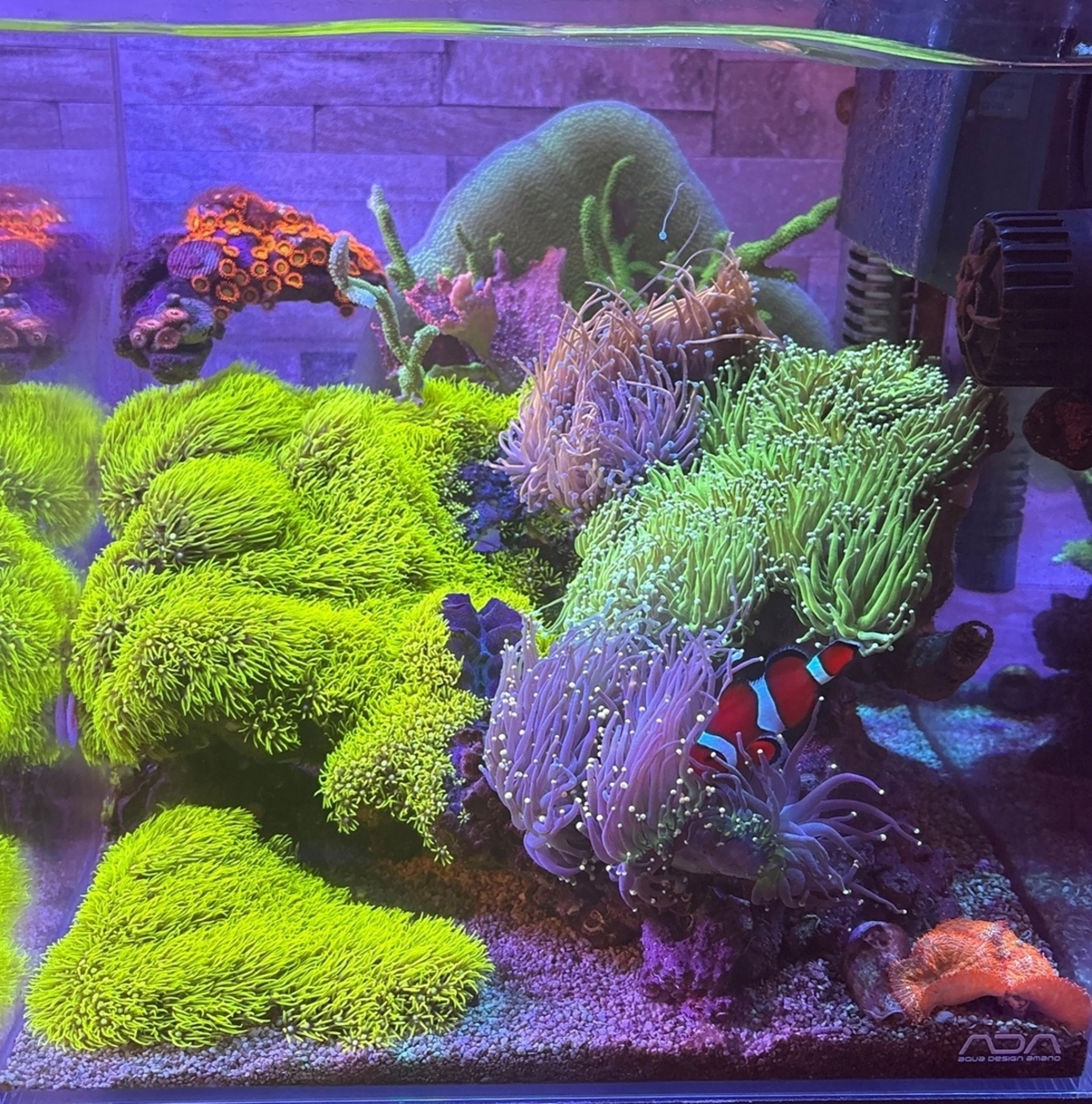 海水30cmキューブ水槽紹介 ～リセット後4周年～ - 淡水海水30cm生活