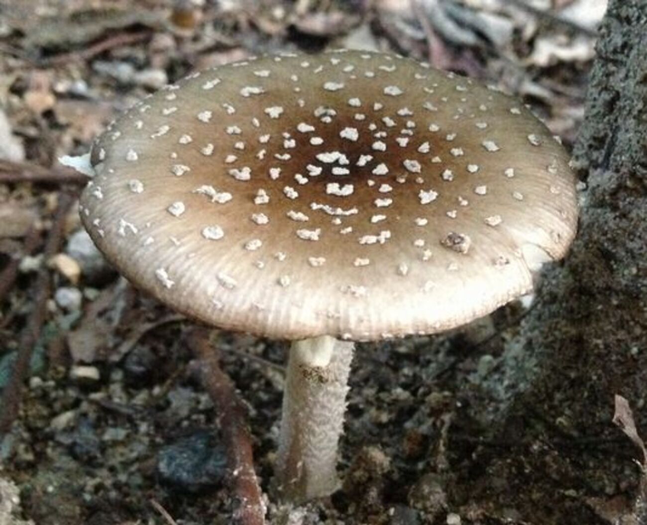 backend=imagemagick;version=1;