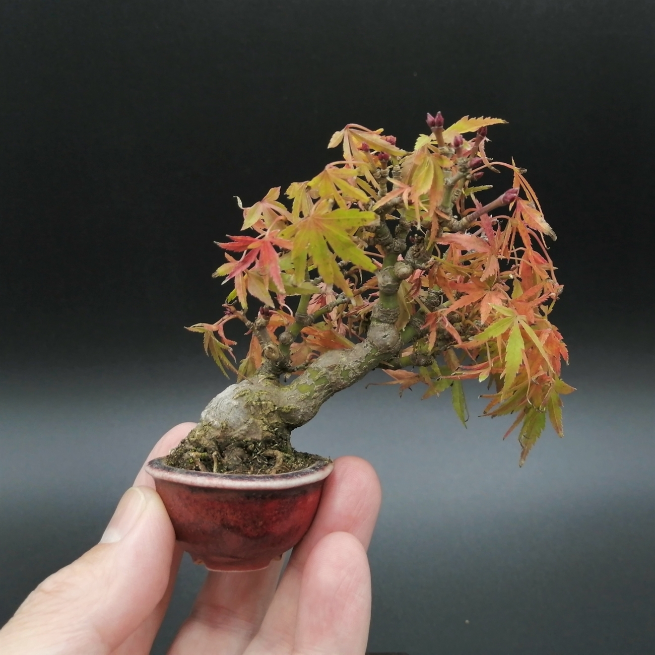 □モミジ（舞姫） Japanese Maple - 東京盆栽日記～はさみ作りと豆盆栽～