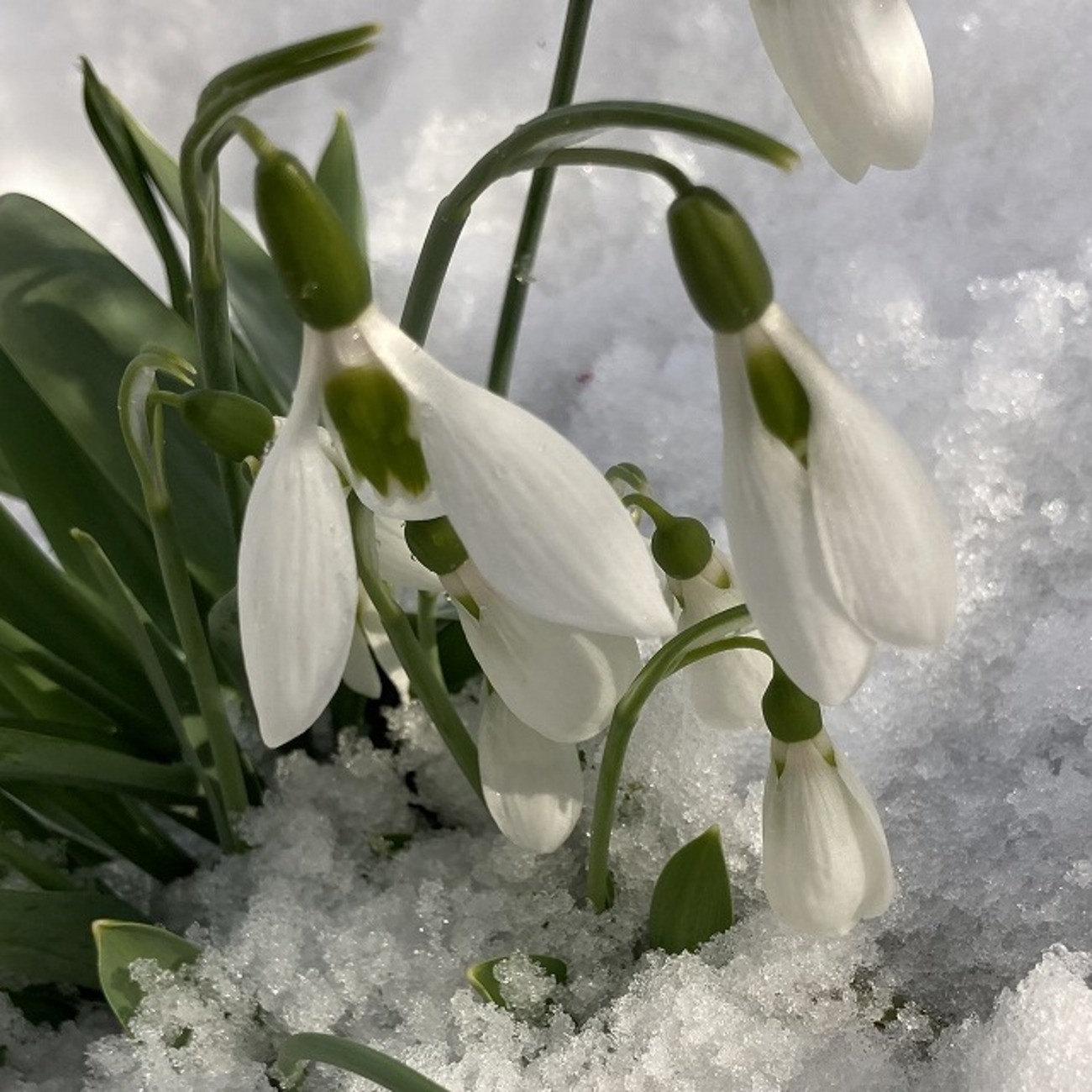 成長して花数が倍増！ 雪の中で咲く3年目のスノードロップ - ズボラな 