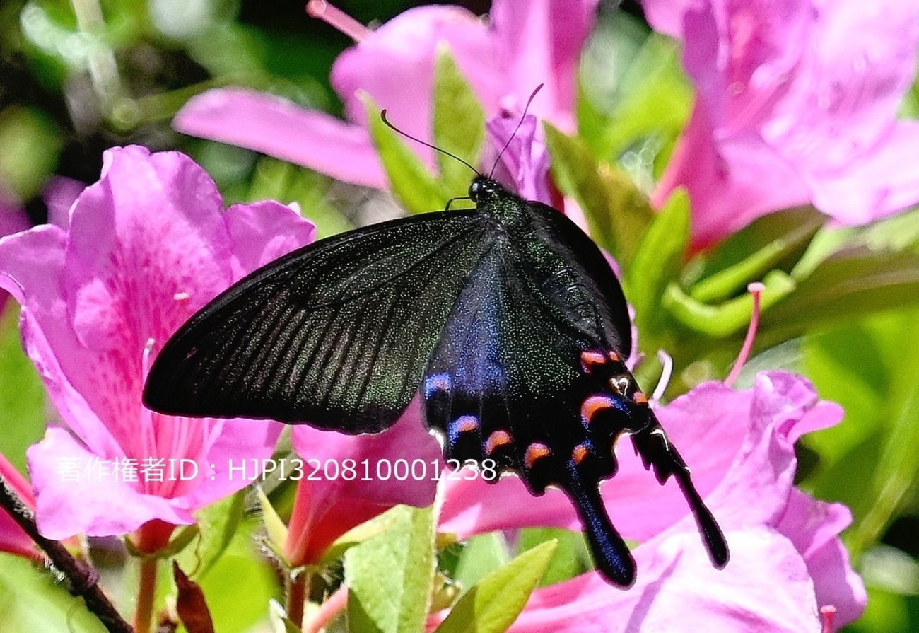 backend=imagemagick;version=1;