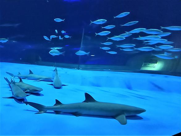 サメとは 動植物の人気 最新記事を集めました はてな