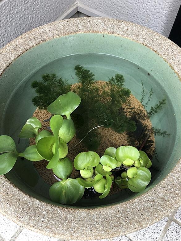 水草とは 動植物の人気 最新記事を集めました はてな 水草とは 動植物の人気 最新記事を集めました はてな