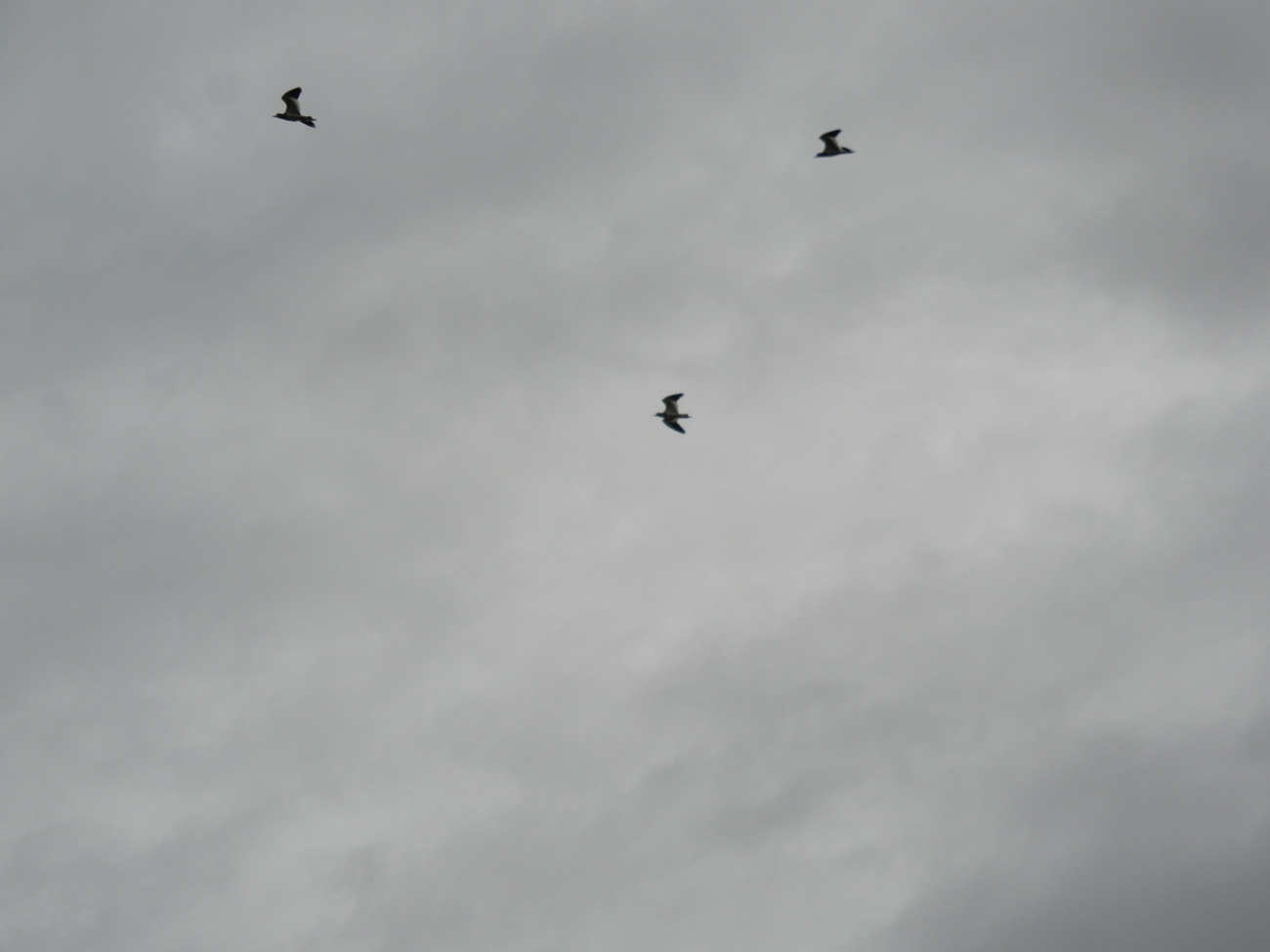 アラウーノ10年目、リモコンと便座交換で￥31k。 - mnumeda's Diary