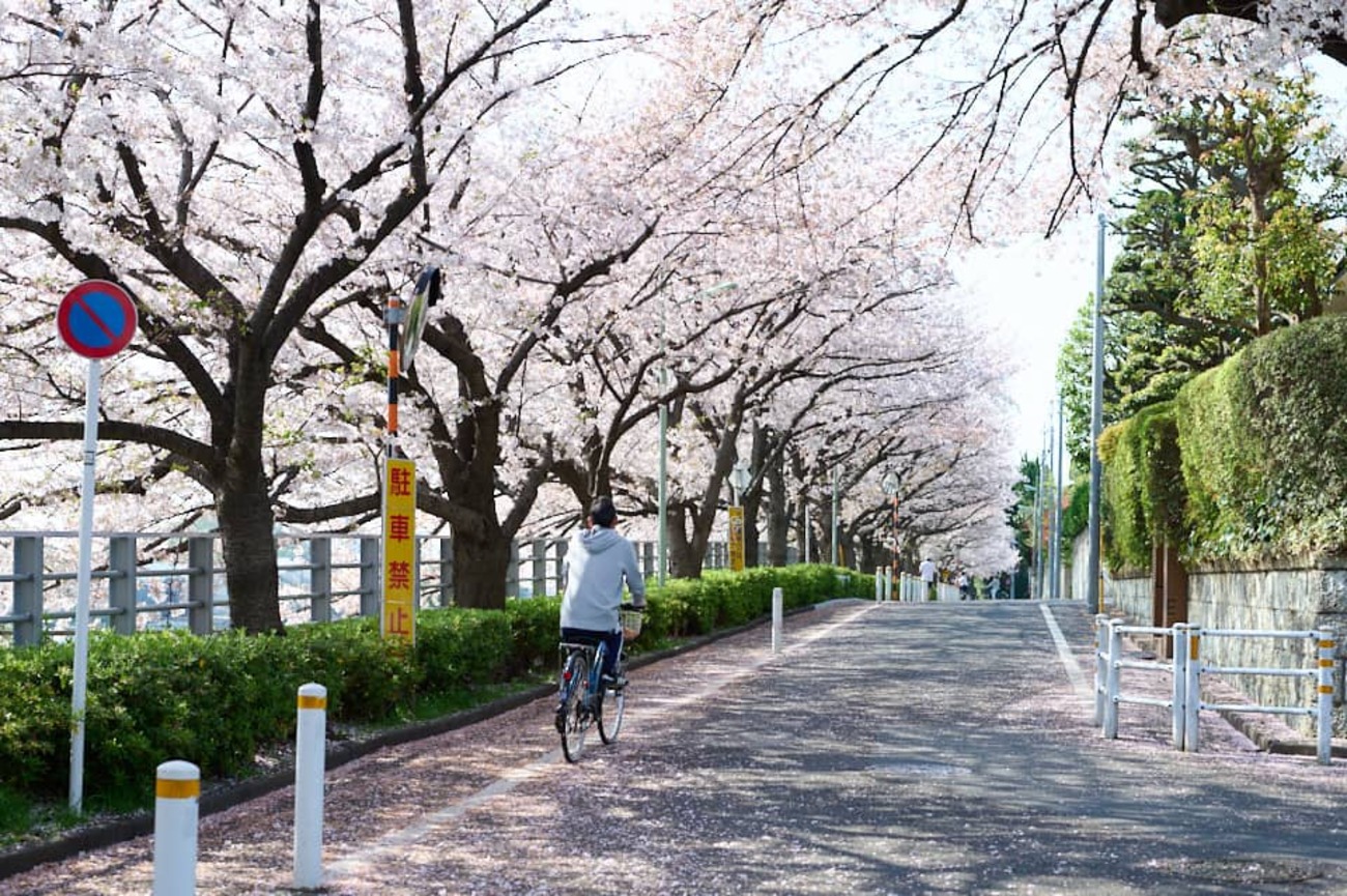 春の桜撮影やスナップ撮影❤️スマホに写真転送OK❤️ニコン.A100 Coolpix Amazon | Nikon デジタルカメラ COOLPIX A100 光学5倍 2005万