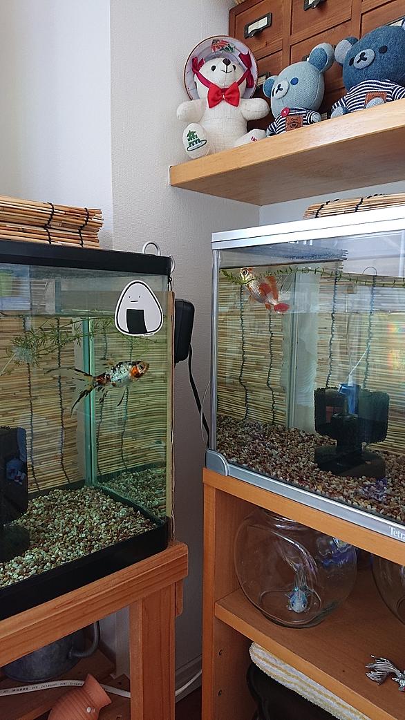 金魚の餌とは 人気 最新記事を集めました はてな