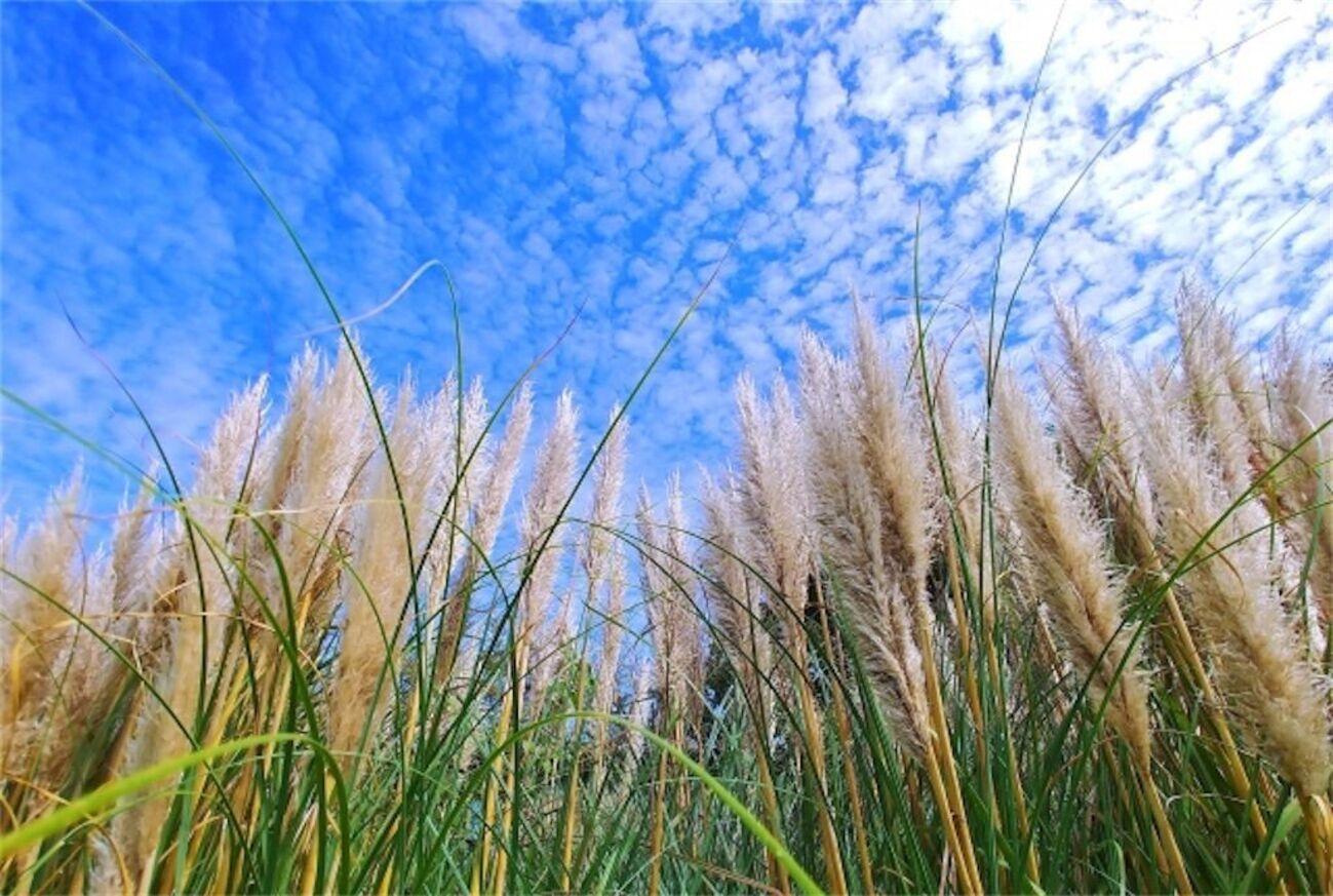 backend=imagemagick;version=1;