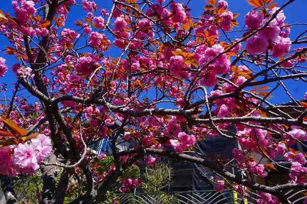 近所の八重桜 （関山） - 時を紡いで 3