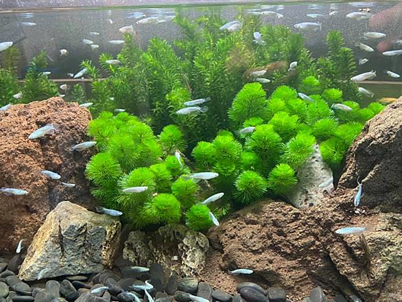 ネイチャーアクアリウムとは 動植物の人気 最新記事を集めました はてな ネイチャーアクアリウムとは 動植物の人気 最新記事を集めました はてな