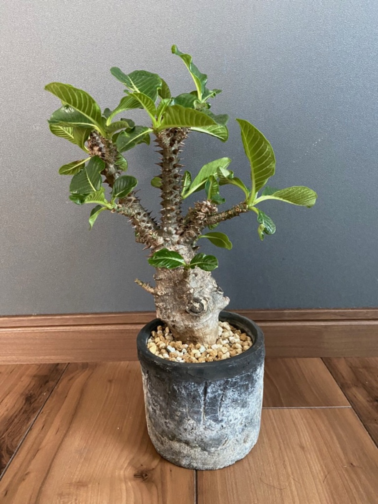 ウィンゾリー　　現地株 パキポディウム ウィンゾリー Mサイズ【現地株に匹敵する圧倒的