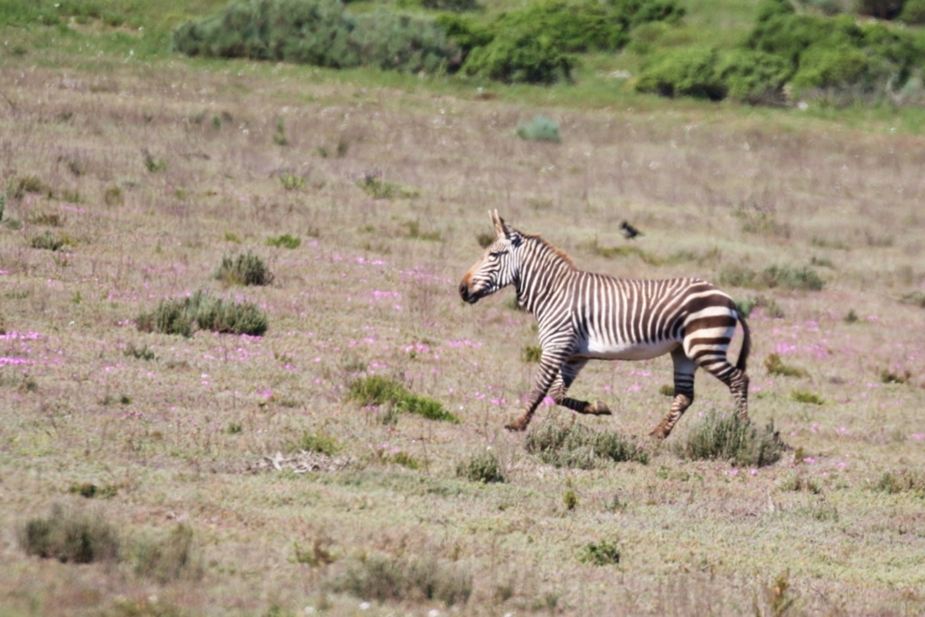 ヤマシマウマ(Mountain Zebra) - レッドドラゴンの鳥見旅行記