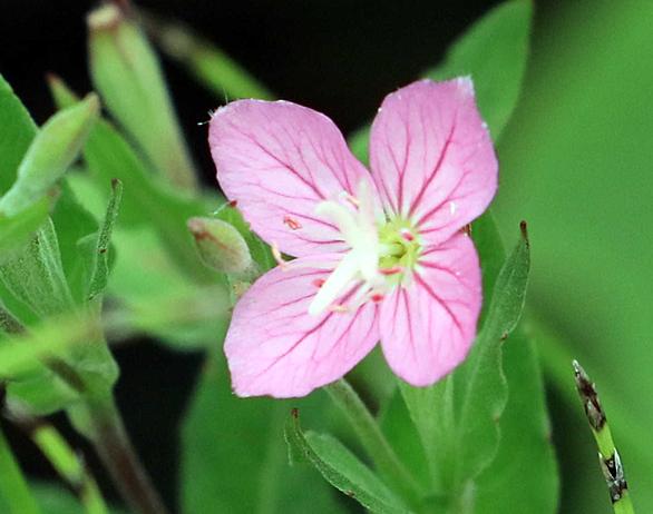 ママコノシリヌグイとは 動植物の人気 最新記事を集めました はてな