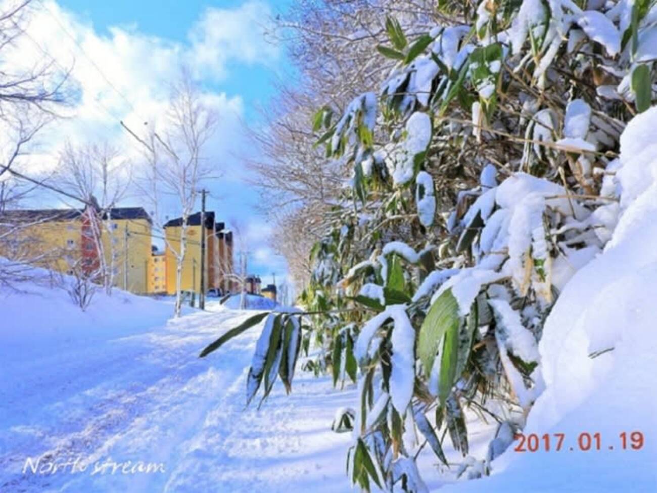 ドカ雪が降りました - グリーンフォレスト(日々の記憶)