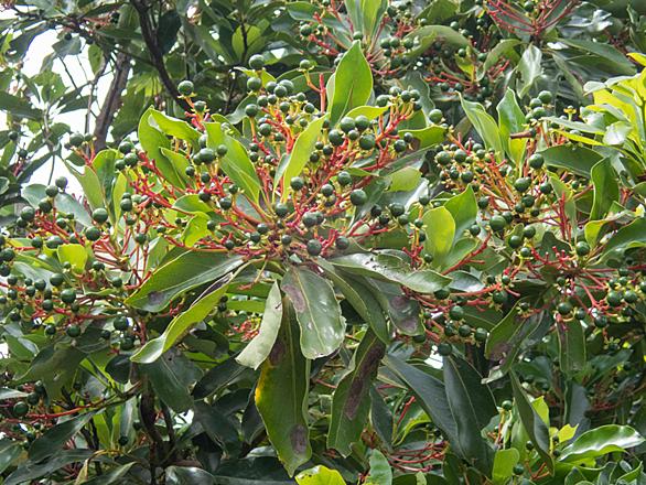 クスノキ科とは 動植物の人気 最新記事を集めました はてな クスノキ科とは 動植物の人気 最新記事を集めました はてな