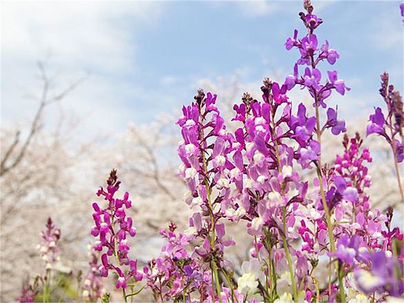 ヒメキンギョソウとは 動植物の人気 最新記事を集めました はてな ヒメキンギョソウとは 動植物の人気 最新記事を集めました はてな