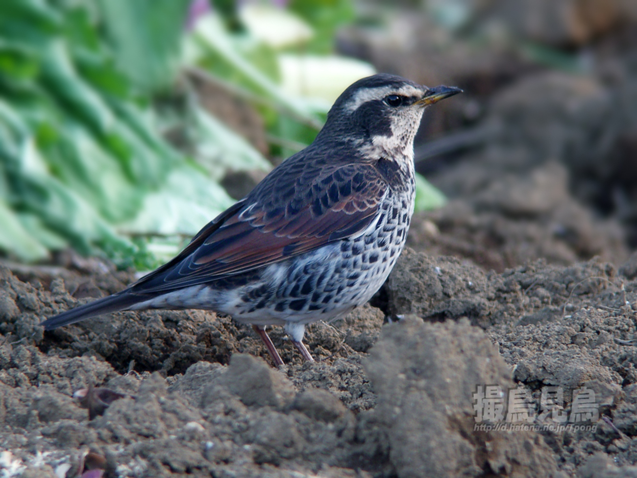 鶫（ツグミ） - 撮鳥見鳥 Toridori-Midori その弐