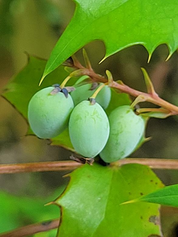 ヒイラギナンテンとは 動植物の人気 最新記事を集めました はてな