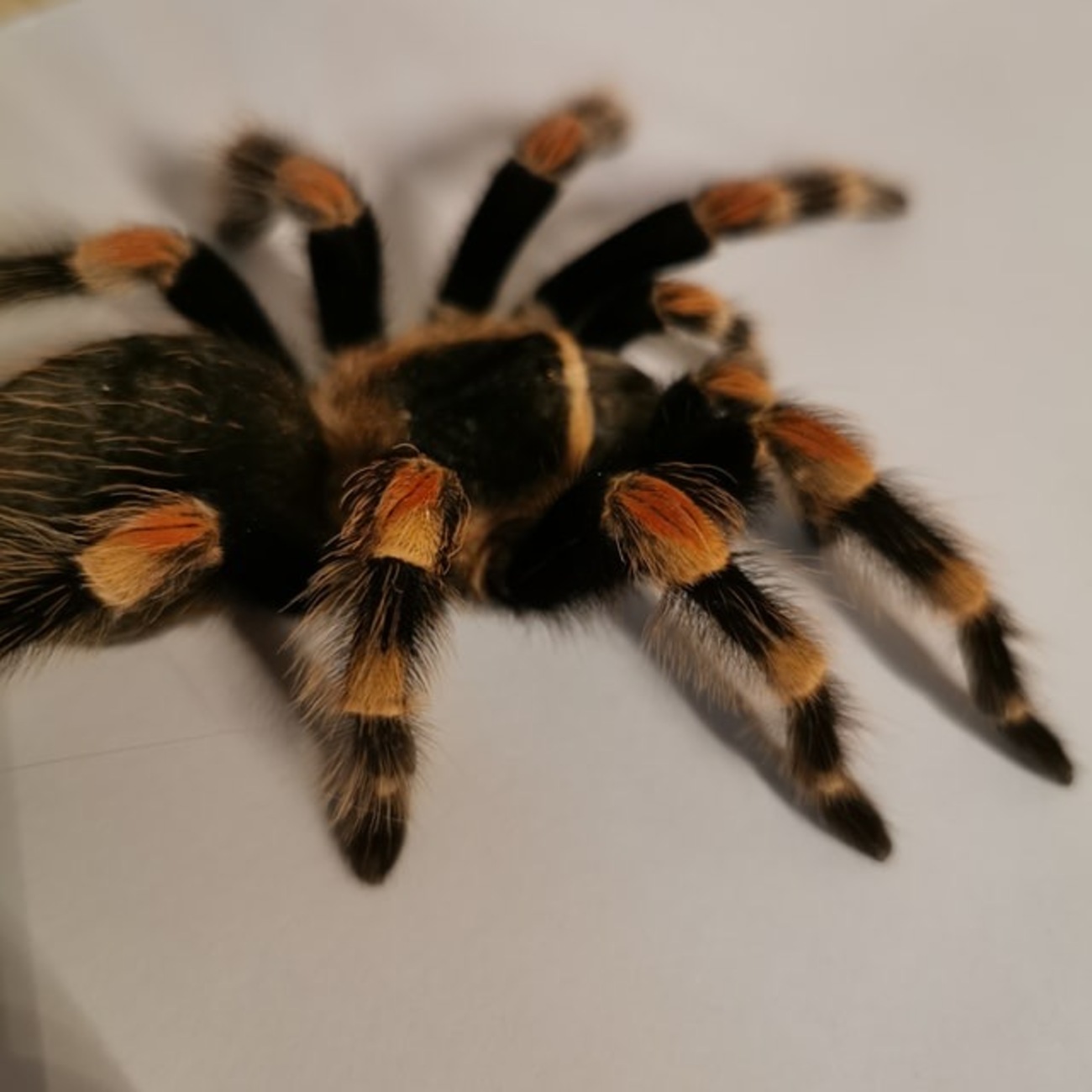 飼う前に注意すべきこと！！ メキシカンレッドニー 飼育方法 - 生き物 