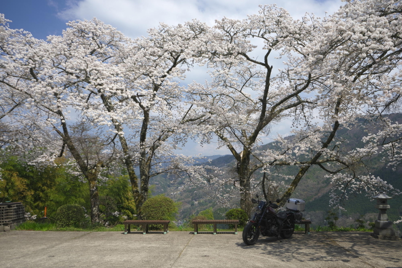 桜プチツーリング再び 川崎空薬師堂と信正の一本桜 - 蒼天快走記