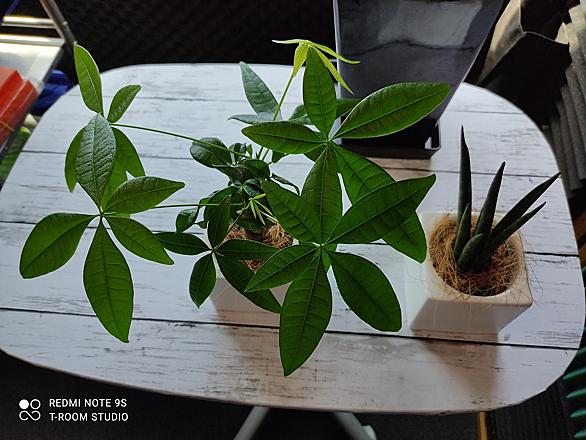 パキラとは 動植物の人気 最新記事を集めました はてな パキラとは 動植物の人気 最新記事を集めました はてな