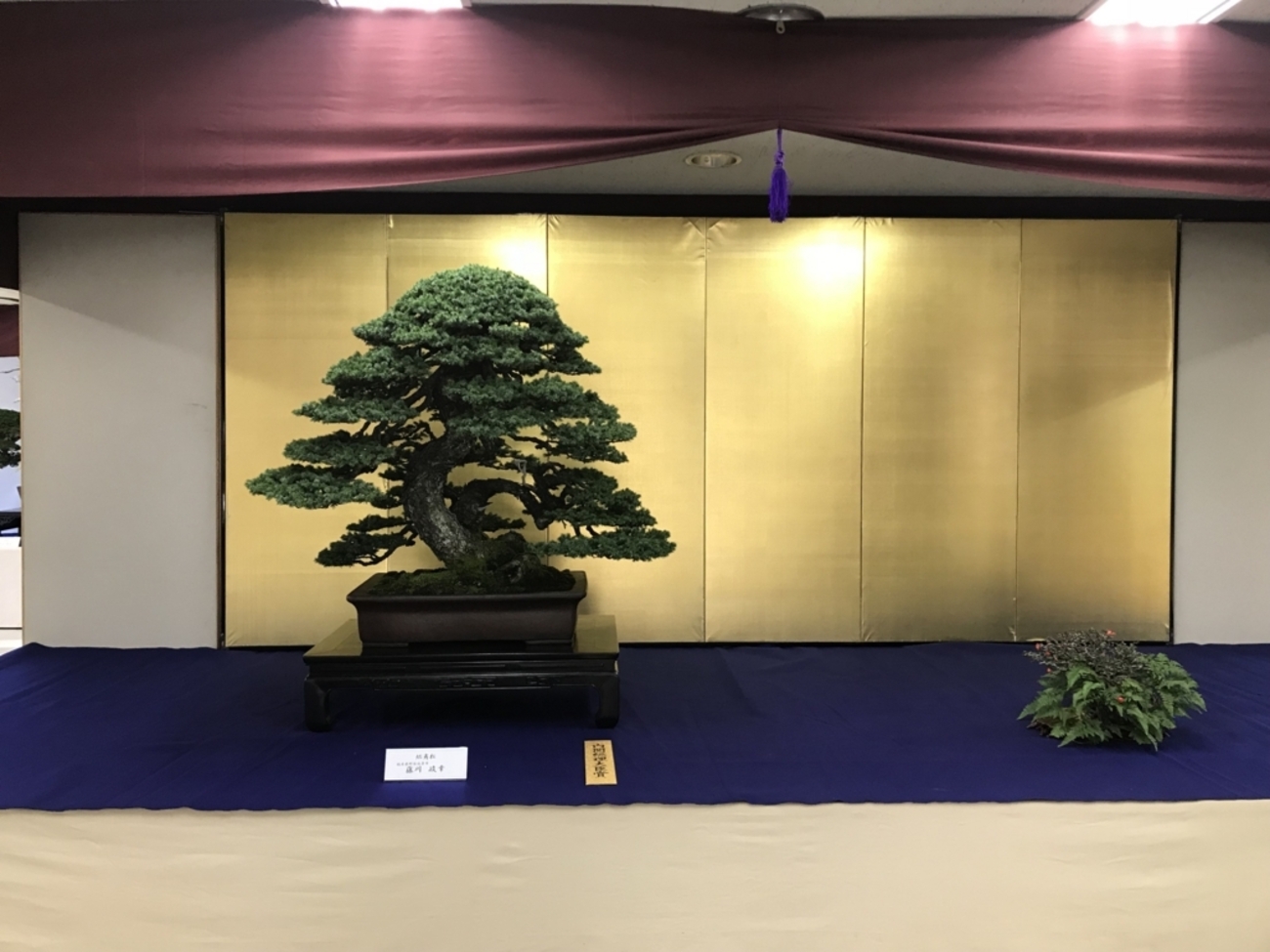 第43回日本盆栽作風展 - BONSAIちえ