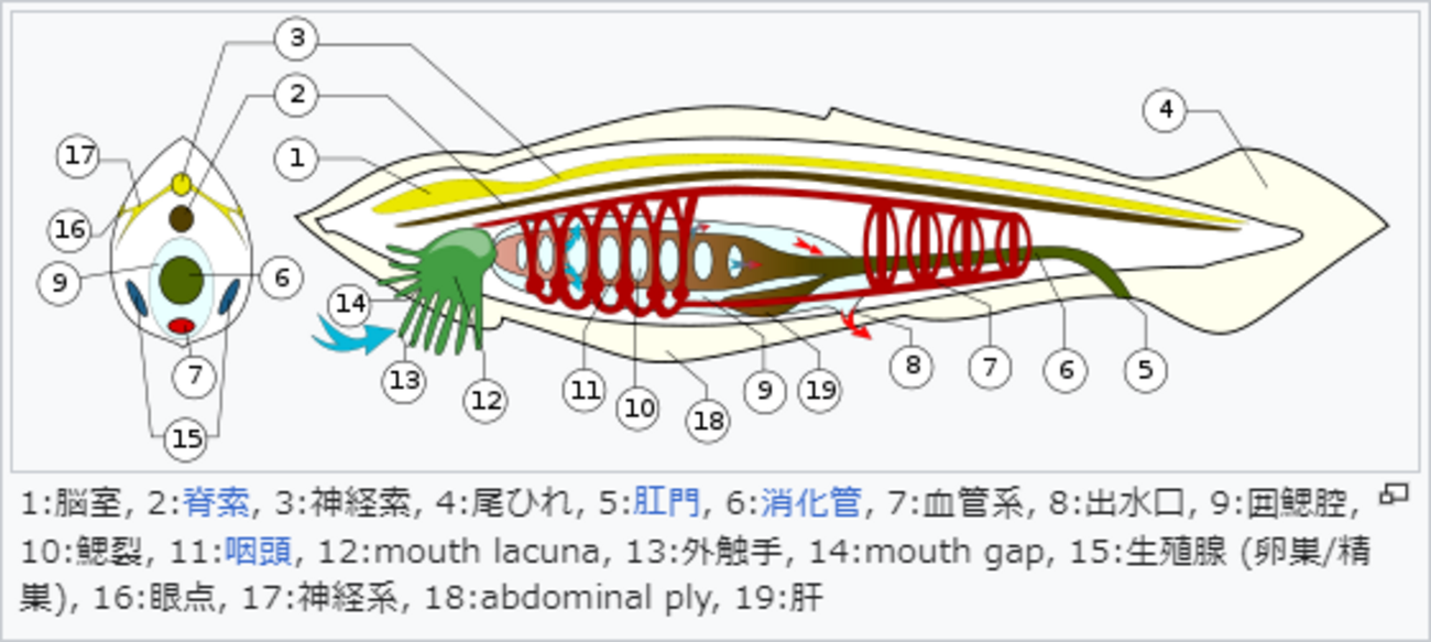 ナメクジウオ 頭索動物の生物学 ナメクジウオ: 頭索動物の生物学 | 安井 金也, 窪川 かおる |本