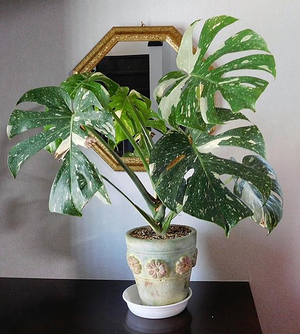 モンステラとは 動植物の人気 最新記事を集めました はてな モンステラとは 動植物の人気 最新記事を集めました はてな