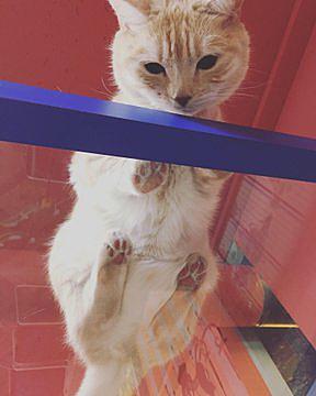 ねこぶくろとは 動植物の人気 最新記事を集めました はてな