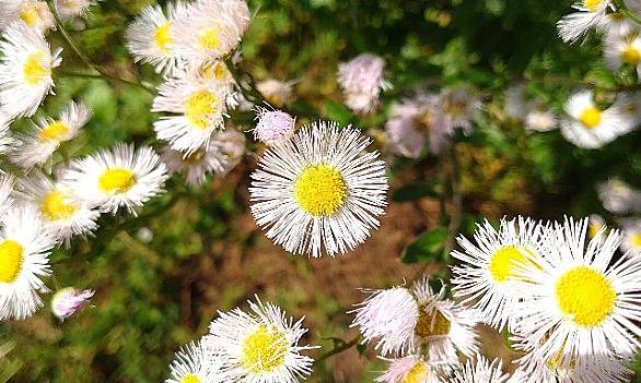 ハルジオンとは 動植物の人気 最新記事を集めました はてな