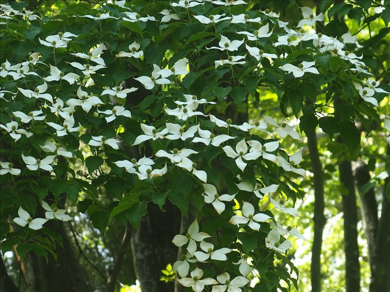 ヤマボウシや白花のウツボグサが綺麗でした。 - 山の花は友達