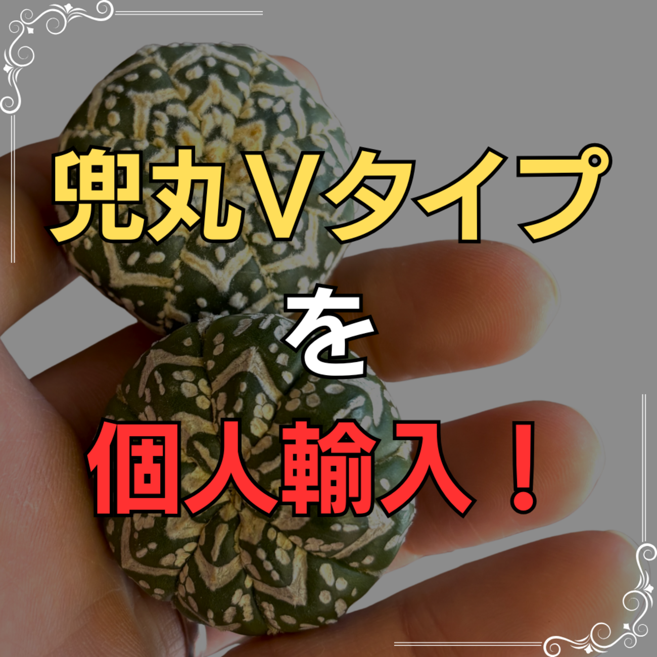 兜丸Vタイプを個人輸入！コストとリスクを激減させる方法とは？ - And