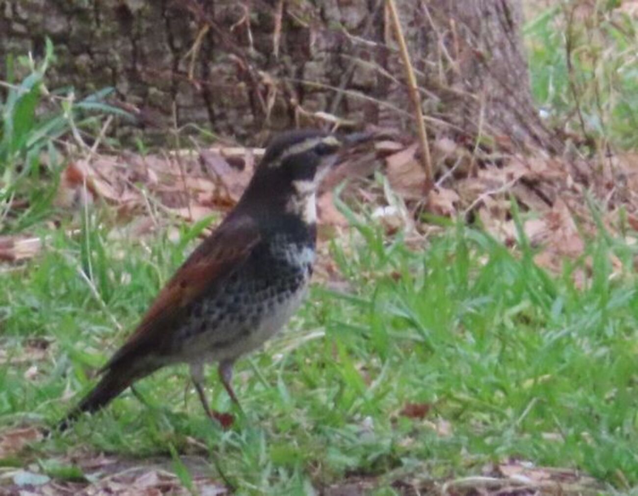 公園は早くも夏鳥の季節？ - 善福寺公園めぐり
