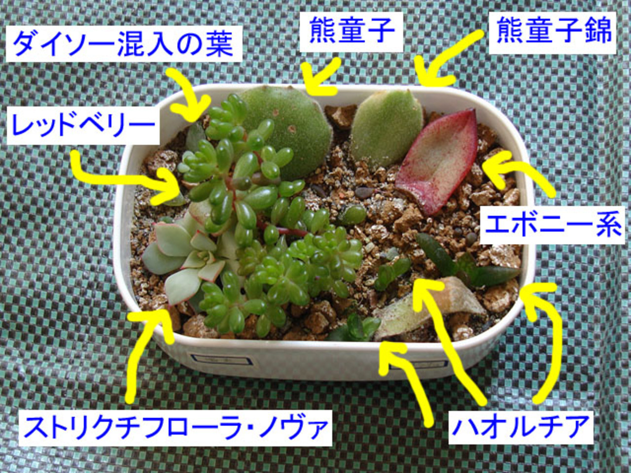 雑な葉挿しを植え替える - 石と多肉植物