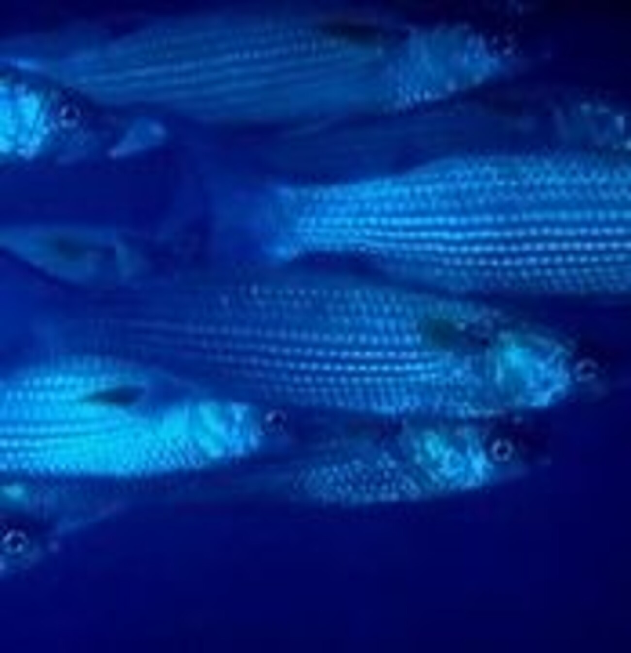 鯔（ぼら） - amanokakeru’s blog