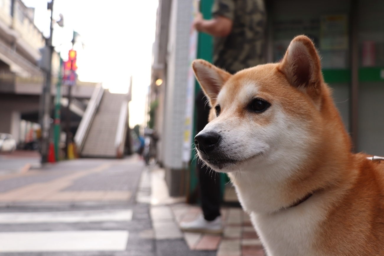 子供に読ませてはいけない『フランダースの犬』 - ぱらの通信