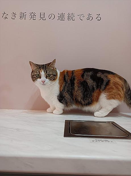猫カフェとは 動植物の人気 最新記事を集めました はてな 猫カフェとは 動植物の人気 最新記事を集めました はてな