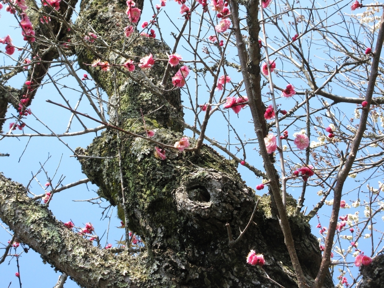 古木の紅梅が満開で白梅は半月前に満開 - 里山悠々録