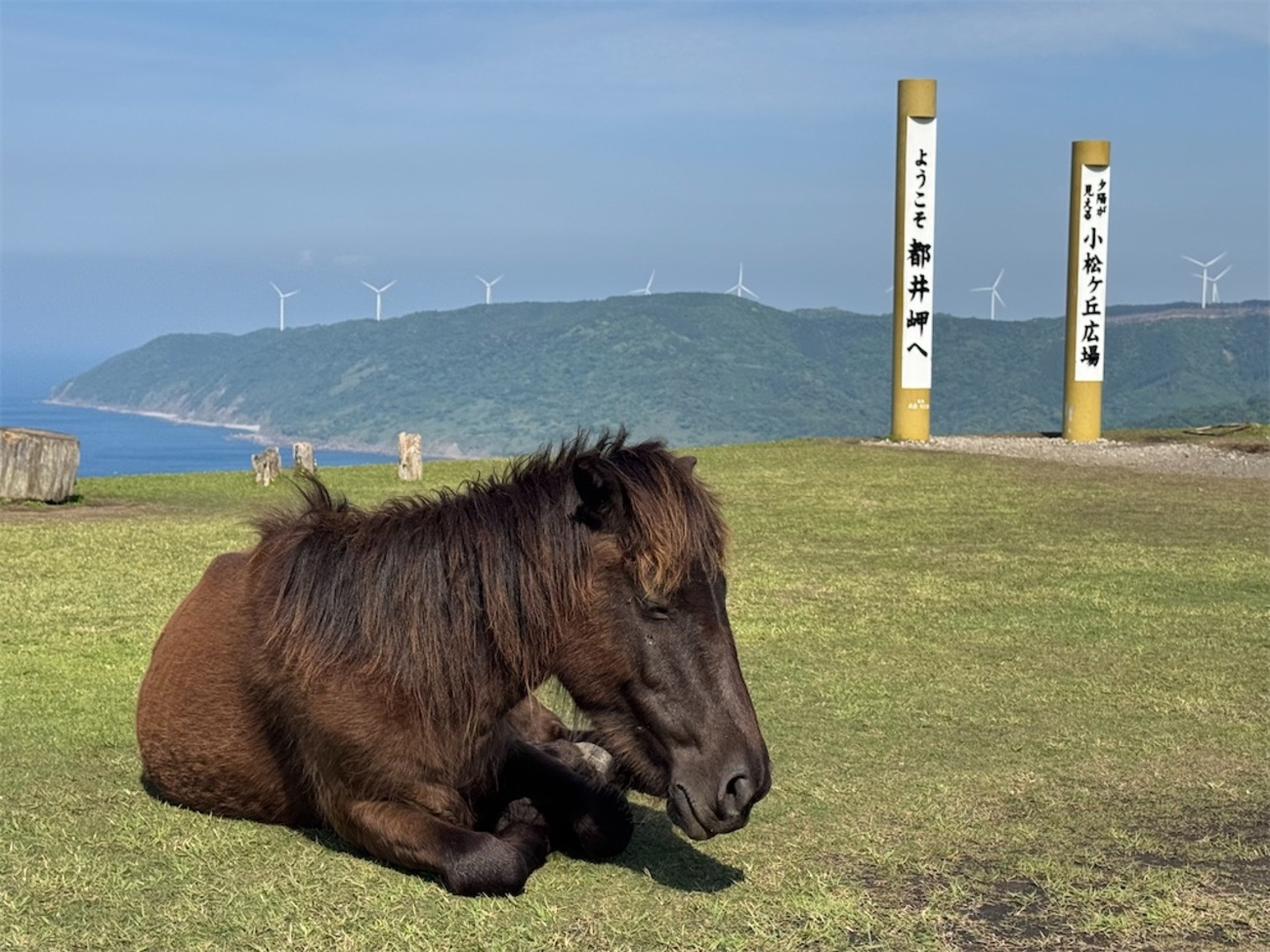都井岬で「扇山」登山！野生の御崎馬は自由奔放！ - 嶺と轍 ｜peak ＆ ride