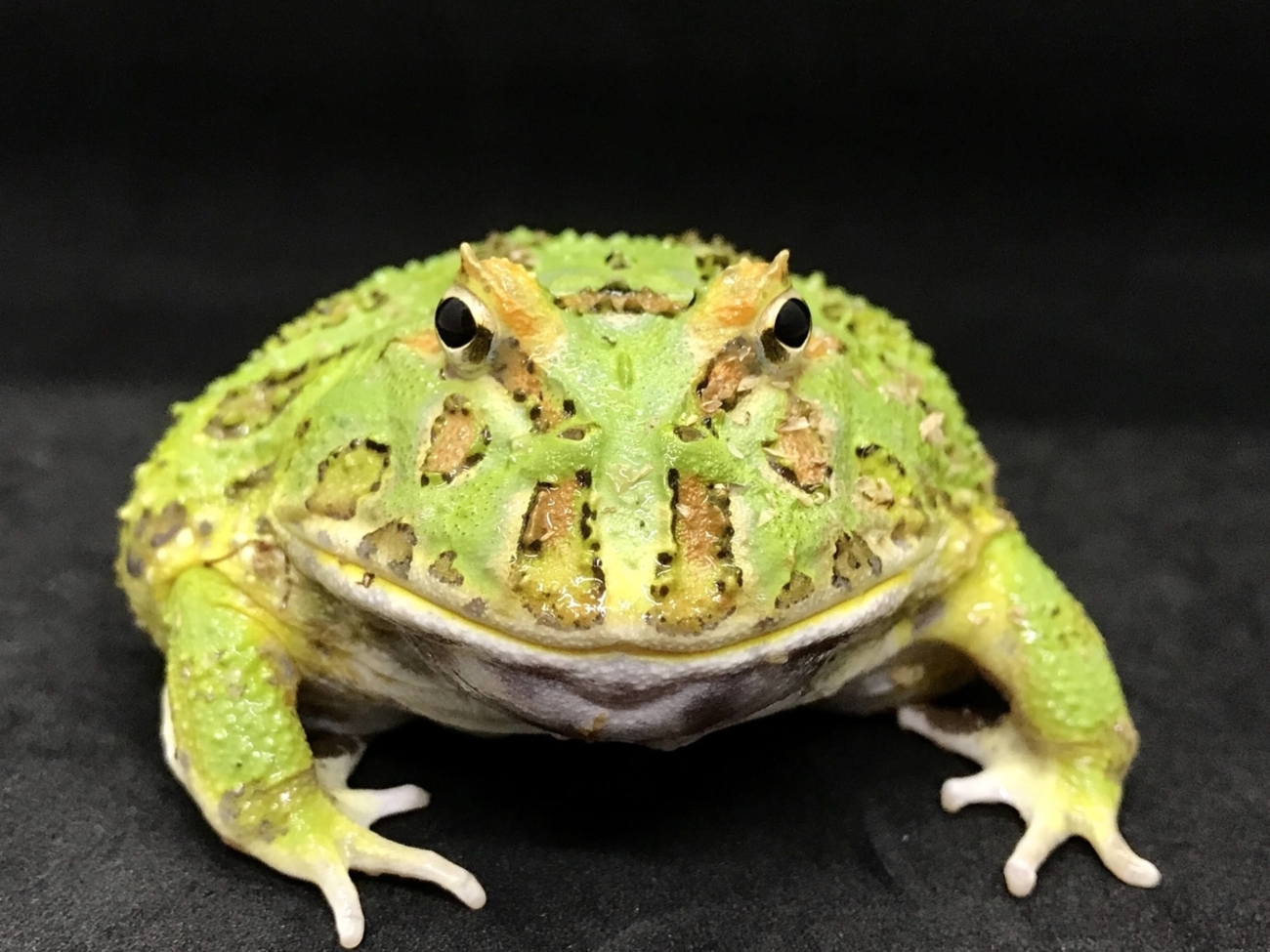 クランウェルツノガエルの飼育方法！エサの頻度は？ - TakeのBeautiful 