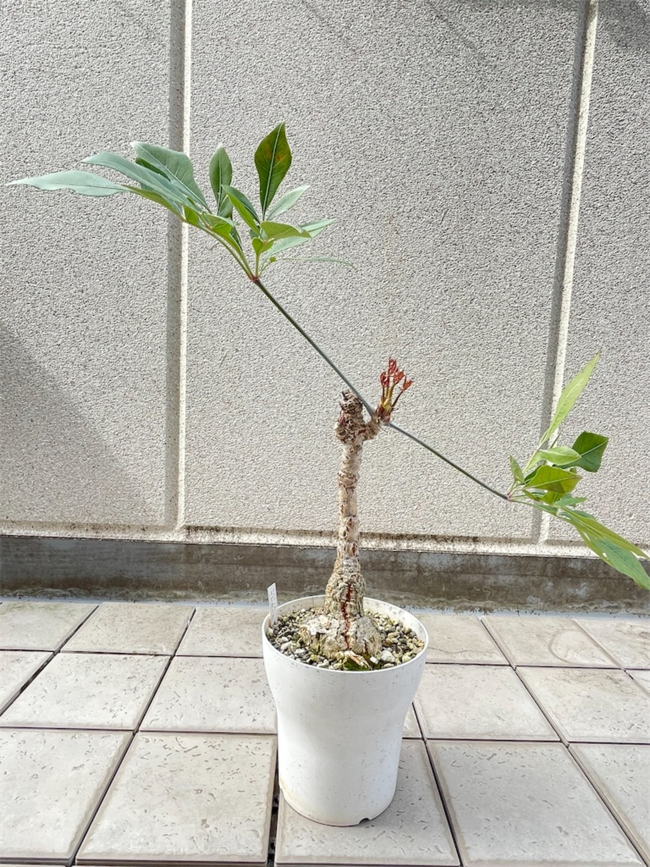 クッソニア スピカータ 7号 大型観葉植物 backend=imagemagick;version=1;