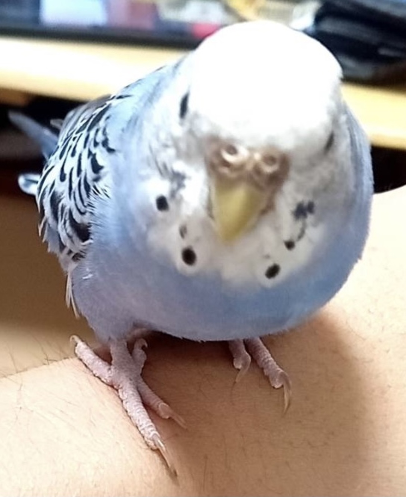 その音、鳥さんに聞こえていますよね・・・？ - mappiyo