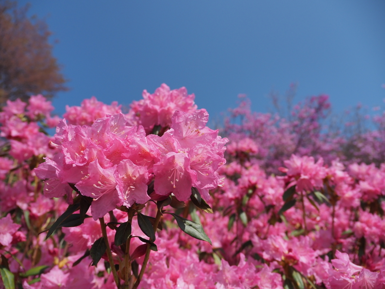 ツツジやサツキの花が咲かない場合に考えられる要因。天敵害虫ベニモン