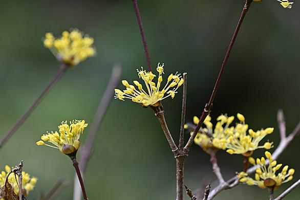山茱萸とは 動植物の人気 最新記事を集めました はてな