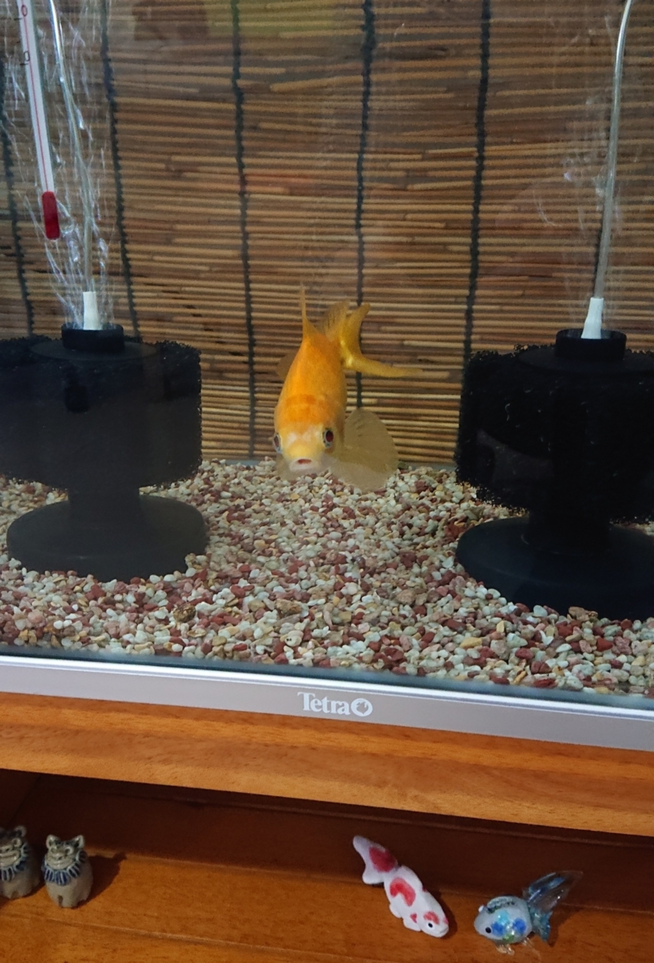 新しいスポンジフィルターを入れた - すくい金魚