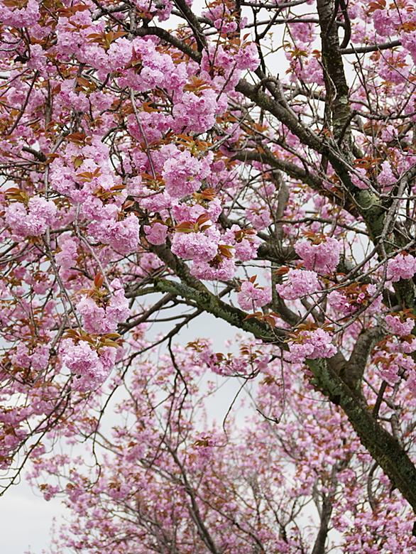 花疲れとは 一般の人気 最新記事を集めました はてな