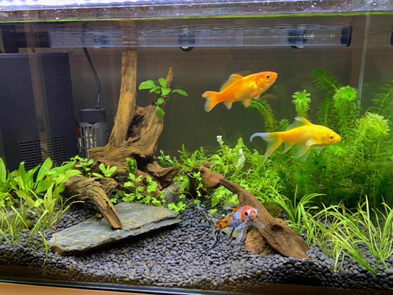 金魚水槽で生き延びた水草を紹介 - ヤマトヌマエビ繁殖のあれこれ