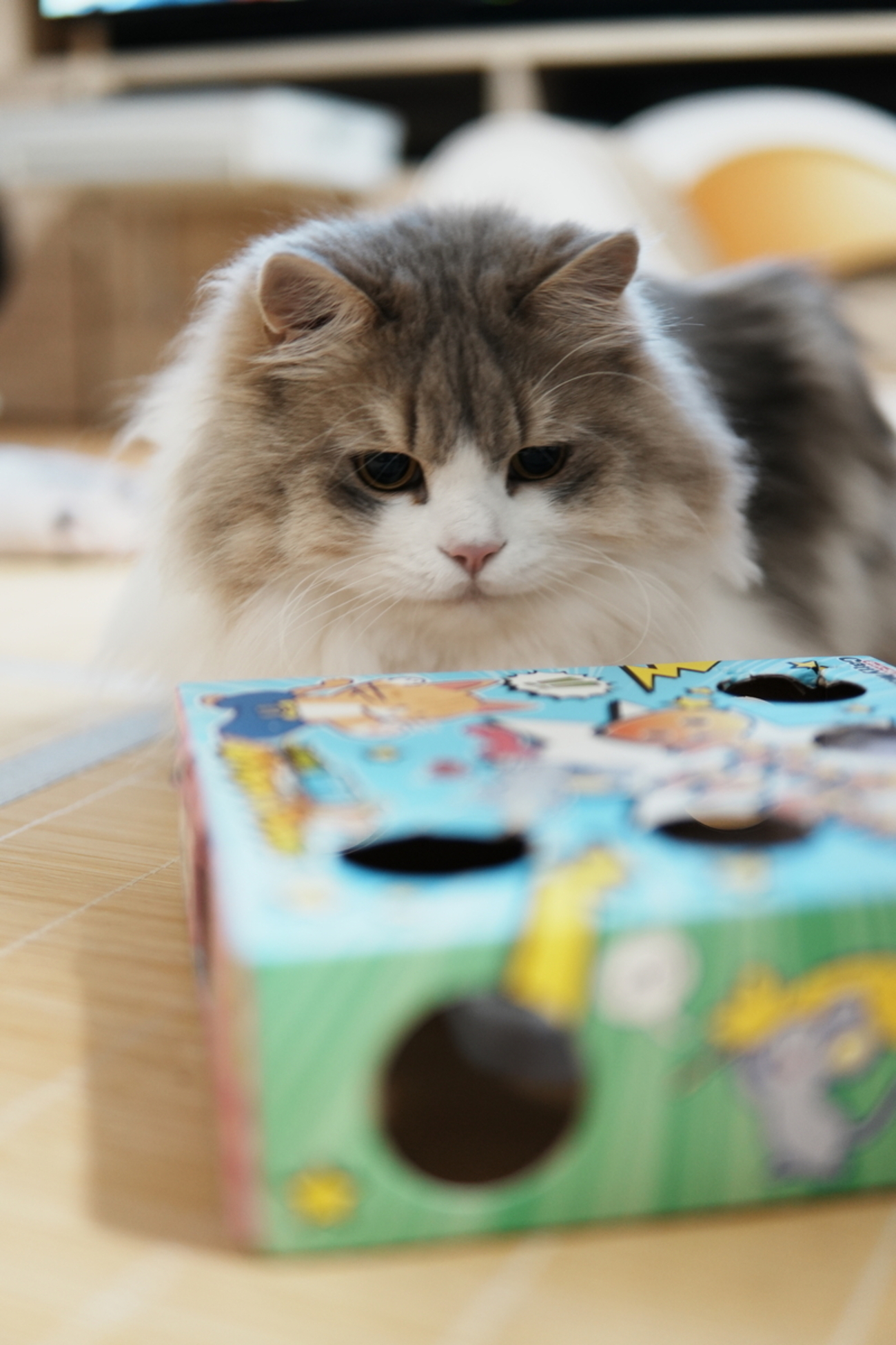 レビュー】じゃれ猫 電動めちゃくちゃ遊び｜多頭飼いでも遊ぶ？実際に5
