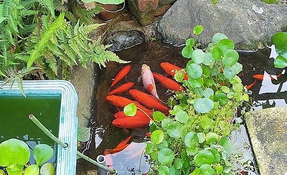 ホテイアオイとは 動植物の人気 最新記事を集めました はてな