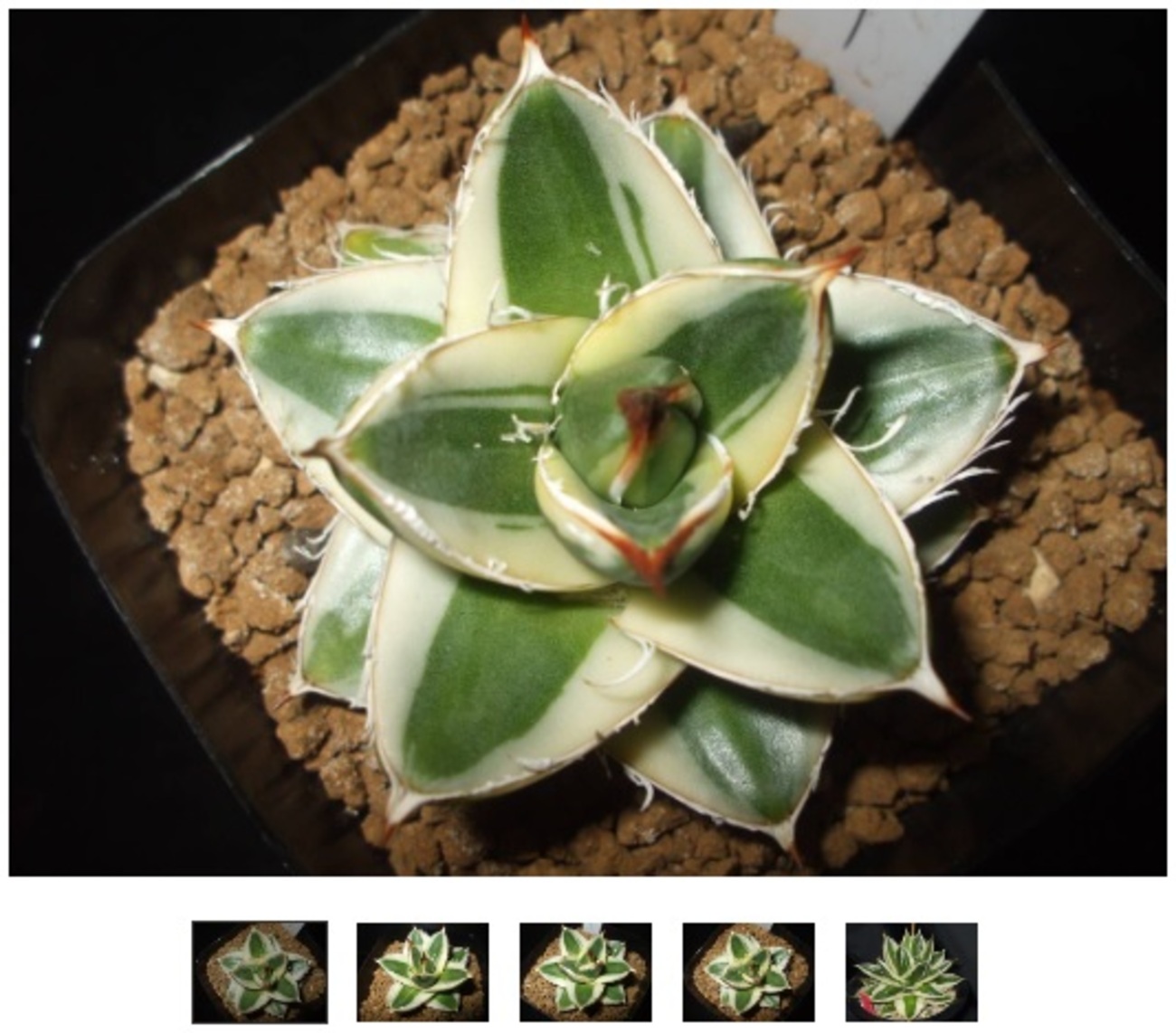 アガベ・ピンキーの2鉢目と3鉢目を手に入れました? - Agave 